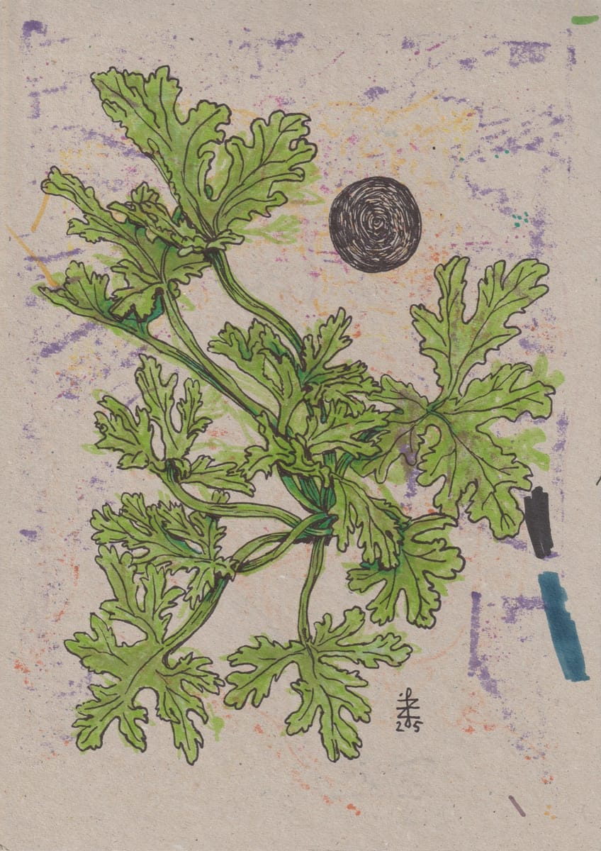 plant-geranium-2025